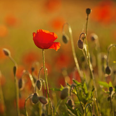 Red poppy on  background at sunset. Close up