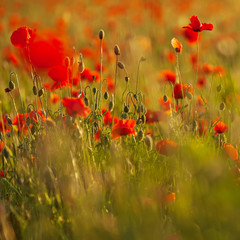 Obraz premium Poppy field at sunset. Indistinct foreground