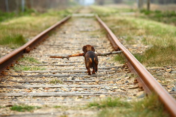 doggy/small dachshund with stick walking on an abandoned train track