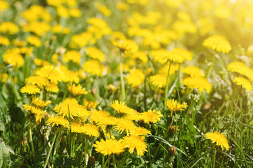 Dandelion yellow flowers growing on the meadow in spring time on the green grass with sun rays