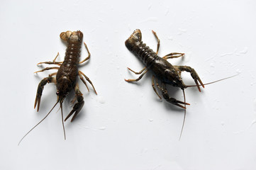 two Crayfish isolated on a white background.