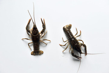 two Crayfish isolated on a white background.