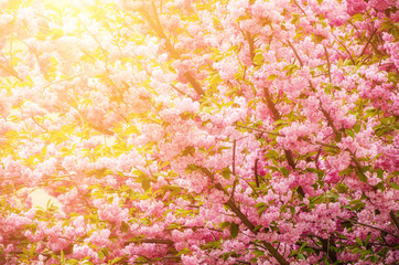 Fresh pink flowers of sakura growing in the garden, natural spring outdoor background with sun shining and copy space