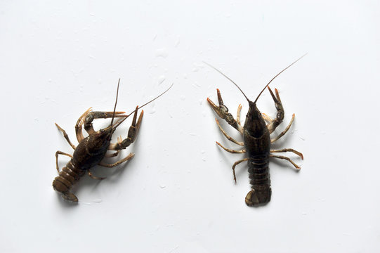 two Crayfish isolated on a white background.