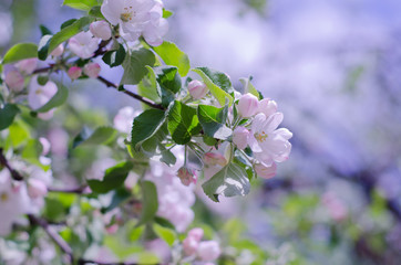 Beautiful blurred pink flowers in the sunshine, selective focus on the buds and petals