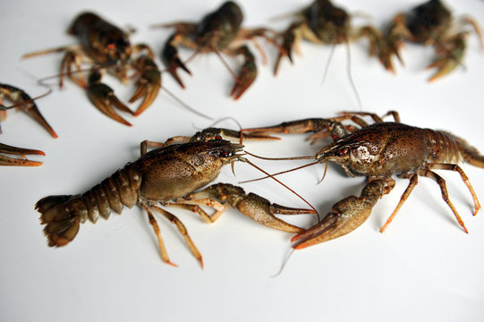 Two crayfish conflict alongside other