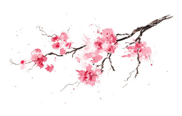 Naklejka premium Sakura branch. Original watercolor painting.