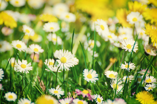 Wild camomile daisy flowers growing on green meadow, macro image with  copy space, holiday easter background
