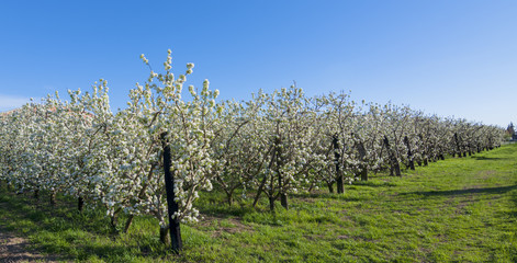 Campo de manzanos en flor