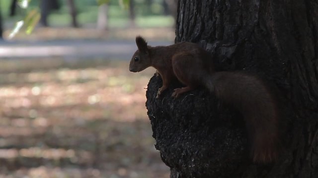 Squirrel in Park