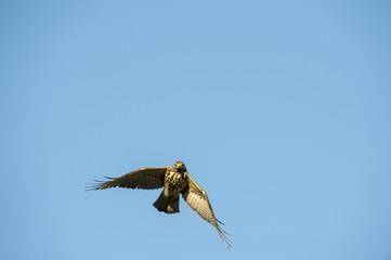 Broad-winged Hawk in flight