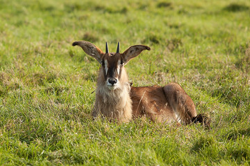 photo of a young Sable Antelope sitting in grass