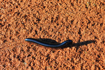 Julida in desert, Africa