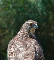 photo portrait of a Goshawk