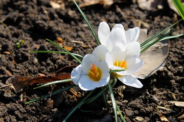 White crocuses 