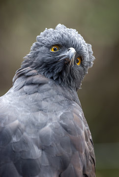 Retrato de un águila crestuda negra (Spizaetus tyrannus)