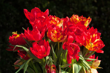 Bouquet de tulipes sur fond noir