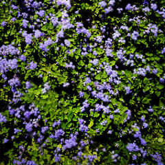 Naklejka premium Purple world