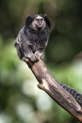 Mono tití común (Callithrix jacchus) sentado en una rama