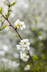 spring flower