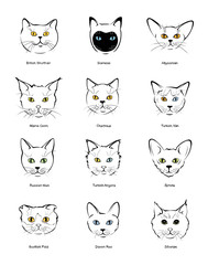 Collection feline muzzles kittens of different breeds