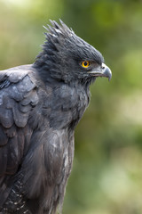 Perfil de un águila crestuda negra