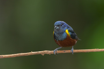 Pájaro multicolor posado en una rama, primer plano sobre fondo desenfocado