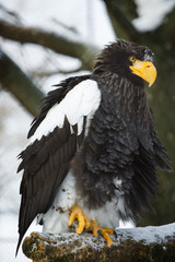 Steller's sea eagle