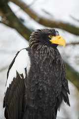 Steller's sea eagle