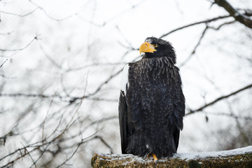Steller's sea eagle