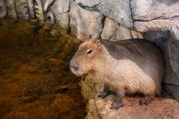 Capybara or Hydrochoerus hydrochaeris