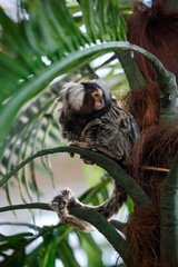 Common marmoset or Callithrix sitting on a branch