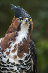Retrato de un águila crestuda real