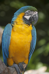 Primer plano de un guacamayo azul y amarillo posado en una rama