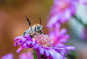 Hummel an einer taufeuchten Blüte