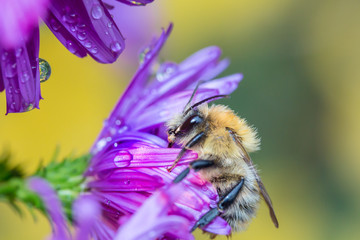 Hummel an einer taufeuchten Blüte