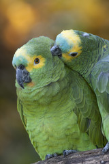 Retrato de una pareja de loros, vertical