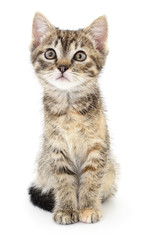 Kitten on a white background