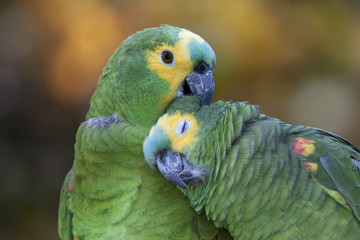 Retrato de una pareja de loros © prmfoto