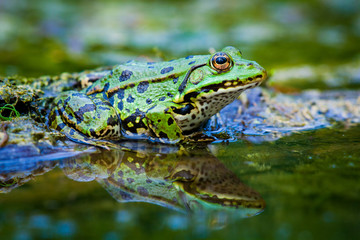 Frog