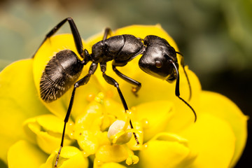 Ant close up