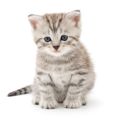Kitten on a white background