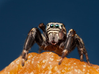 Jumping spider