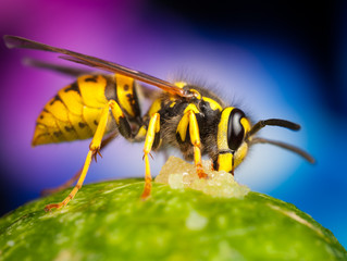 Wasp