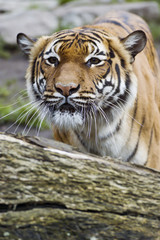 Beautiful Malaysian tiger at the zoo
