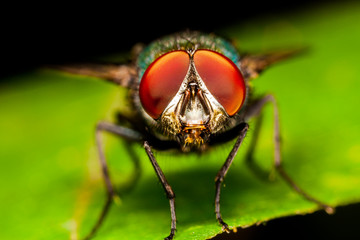 Fly portrait