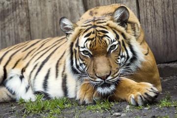 Fototapeta premium Beautiful Malaysian tiger at the zoo