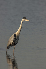 Primer plano de una garza mora (Ardea cocoi) en una laguna