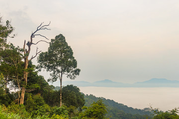 Morning fog and tree top in rainforest, KaengKraChan National park