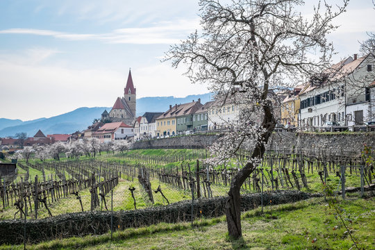 allj&auml;hrliche Marillenbl&uuml;te in der Wachau